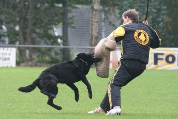 Cylex vom Banholz | German Shepherd Dog 