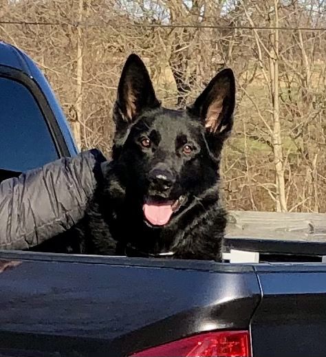 Jager of Cedarwood | German Shepherd Dog 