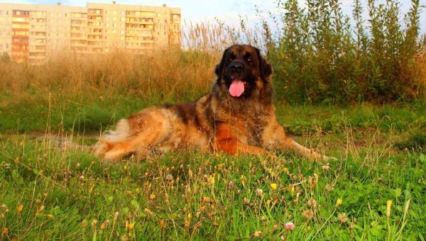 Laik Vizhe Trel Armel | Leonberger 