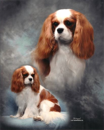 Sheeba Emerald King | Cavalier King Charles Spaniel 