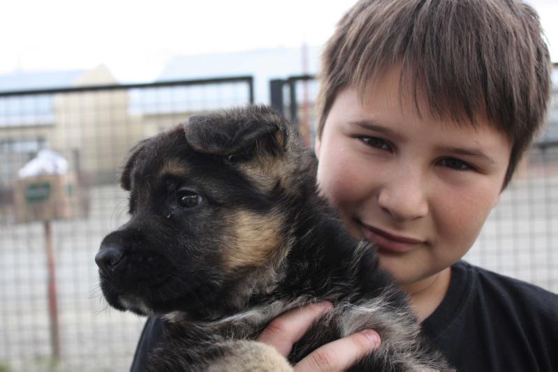 Lomu Von Zavala | German Shepherd Dog 