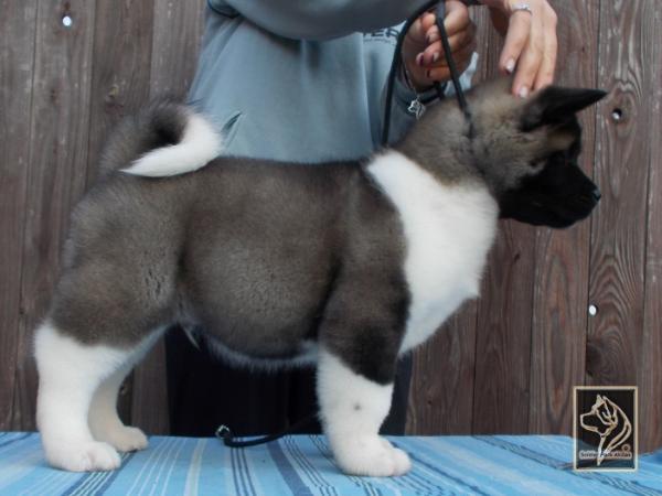 Optimus Prime OF Soldier Park | Akita 