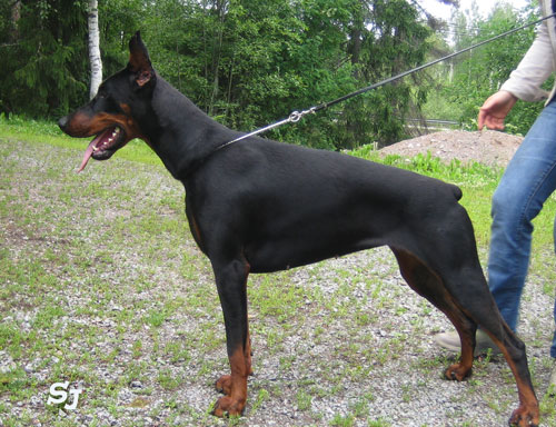 Santa Julf Zhasmin | Black Doberman Pinscher