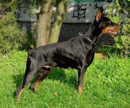 Klaudia Kardinalle od Telepa | Black Doberman Pinscher