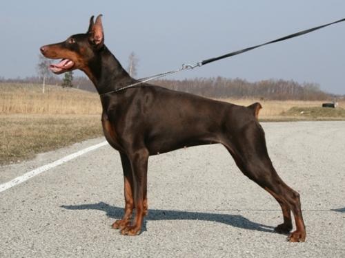 Stay In Style Agrata | Brown Doberman Pinscher