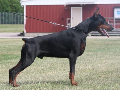 Stay In Style Axiro | Black Doberman Pinscher