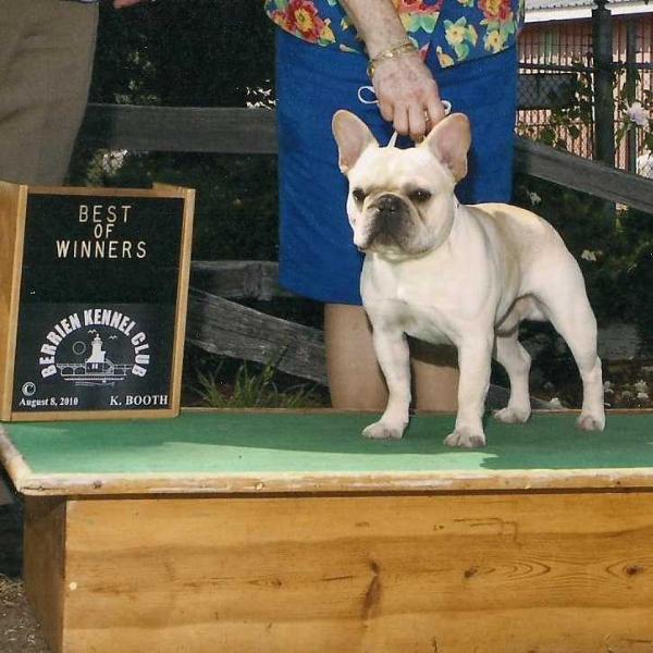 Mobulls Sam N Sawyer's Final Copy | French Bulldog 