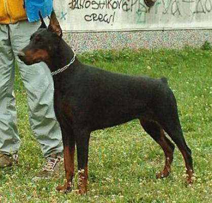 Janis Jopplin od Telepa | Black Doberman Pinscher