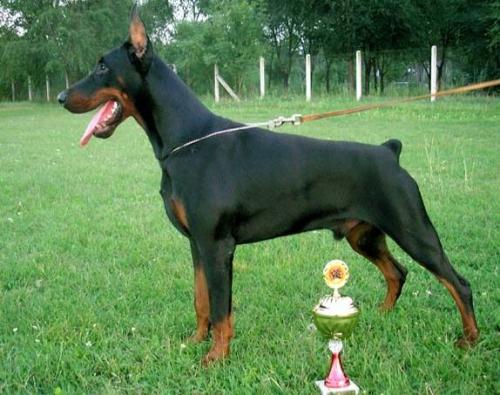 Pierce Patrick od Telepa | Black Doberman Pinscher