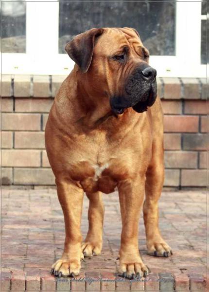 VOICE VELD AHANA | African Boerboel 