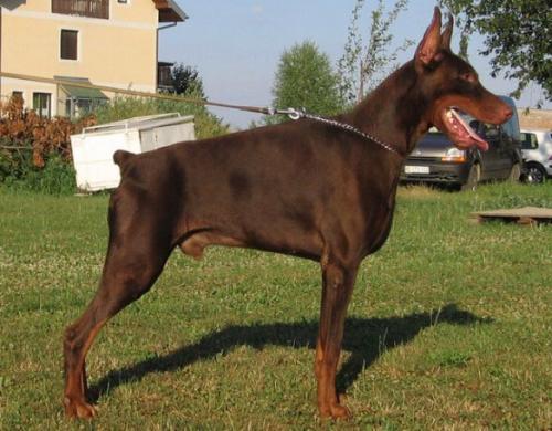 Power Playboy od Telepa | Brown Doberman Pinscher