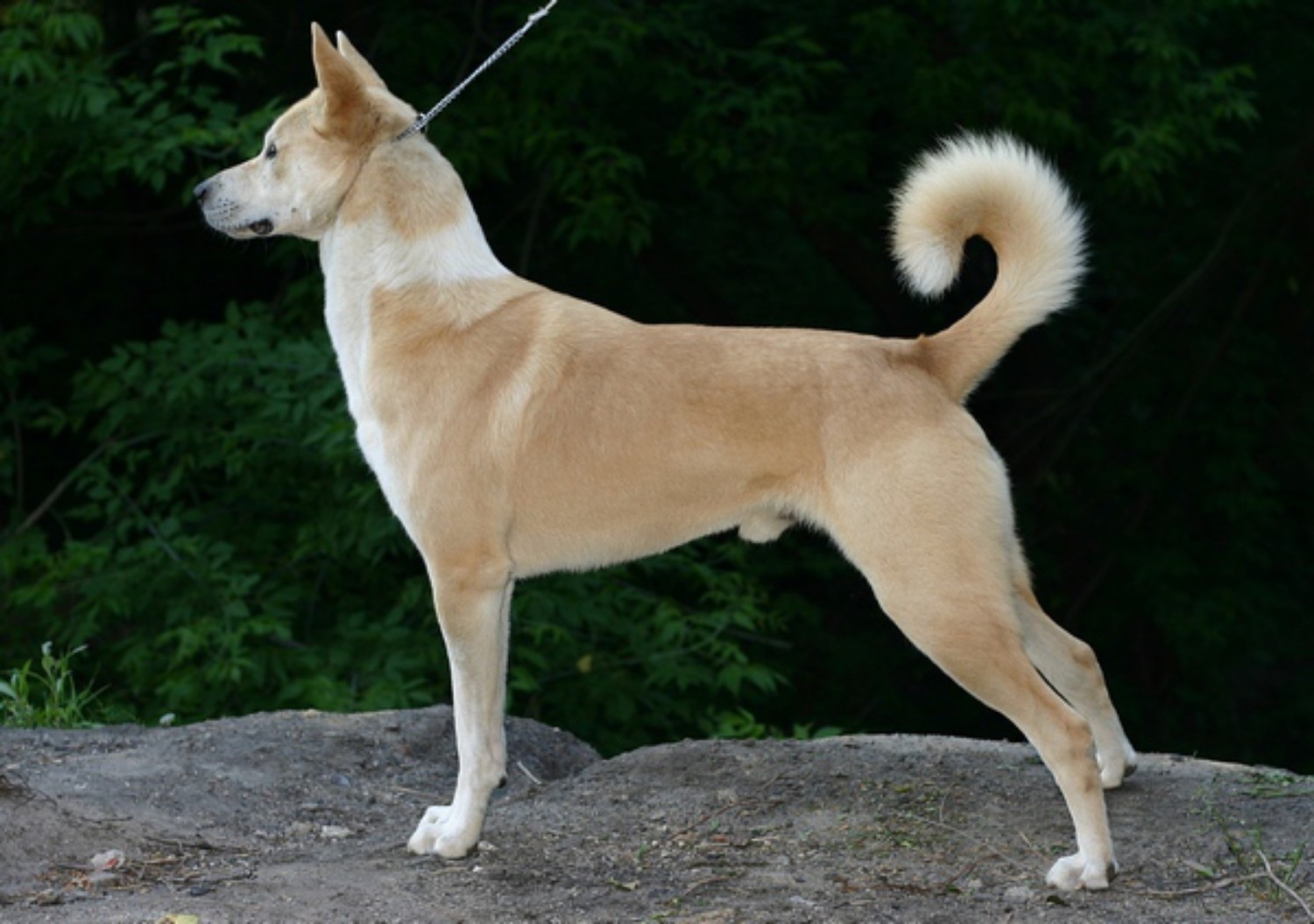 Canaan
