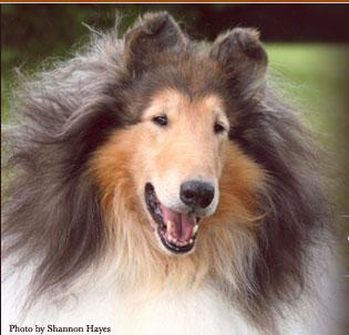 Fantasy's Fortune In Bronze | Rough Collie 