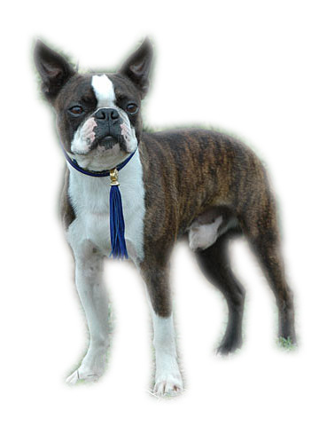 sex appeal junior des hauts coureurs | Boston Terrier 