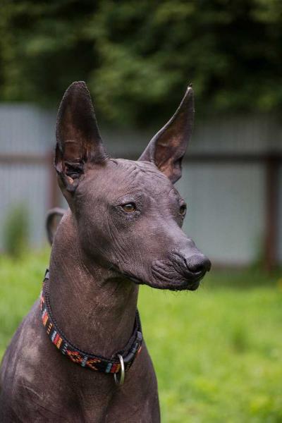 Livelong Hit Zeta-Jones | Xoloitzcuintli 