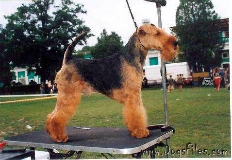 White Headline´s Enjoy | Welsh Terrier 