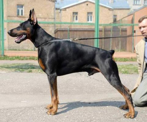 Imidz Major al Faruh Valjur Land | Black Doberman Pinscher