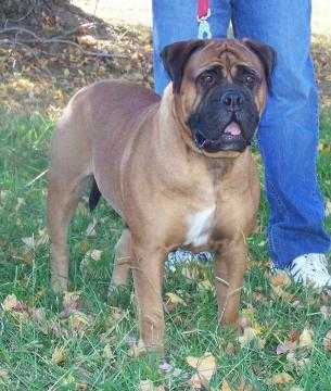 Trugrit´s Designer Genes | Bullmastiff 