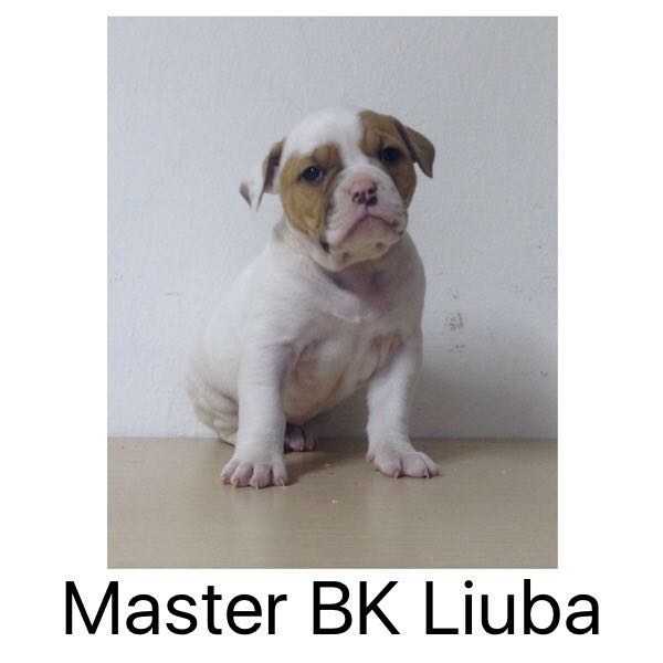 Master BK Liuba | American Bulldog 