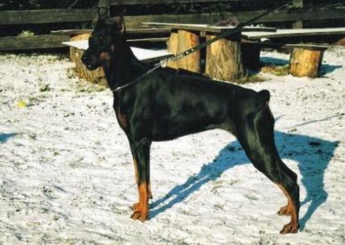 Kerrien Miratio | Black Doberman Pinscher