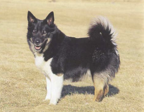 Flögu- Lappi | Icelandic Sheepdog 