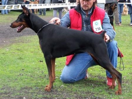 Selema Miratio | Black Doberman Pinscher