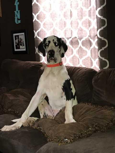 Deacon Sassolungo | Great Dane 