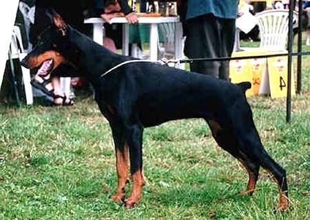 Tahi-Reme Mirinda | Black Doberman Pinscher