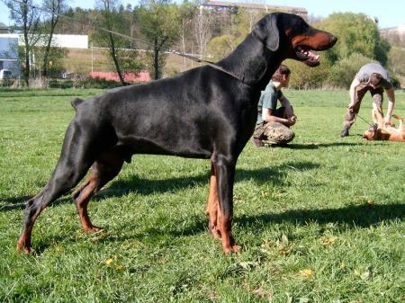 Urian Miratio | Black Doberman Pinscher