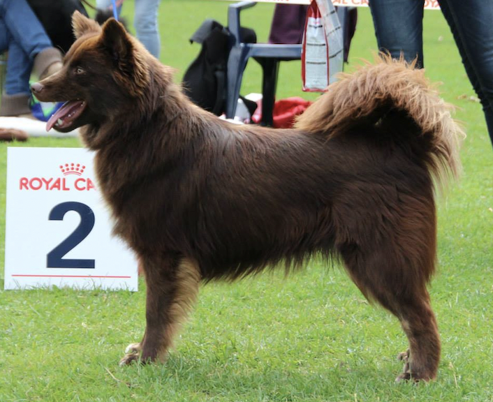 Gyasi van Rogici | Icelandic Sheepdog 