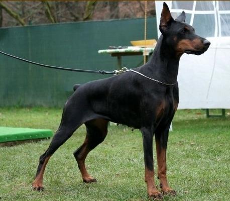 Vivienne Miratio | Black Doberman Pinscher