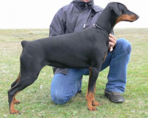 Winona Miratio | Black Doberman Pinscher