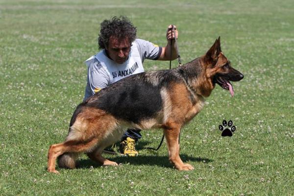 Cristal del Colle Guasco | German Shepherd Dog 