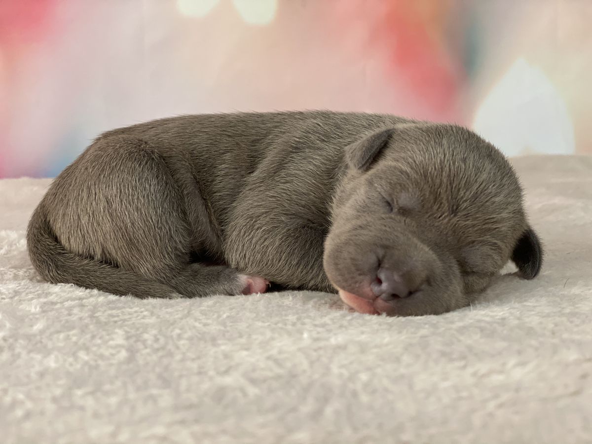 IGRA TENEY EVAN | American Staffordshire Terrier 