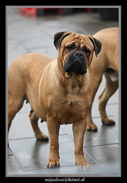 Geisha From Heck Tree | Bullmastiff 