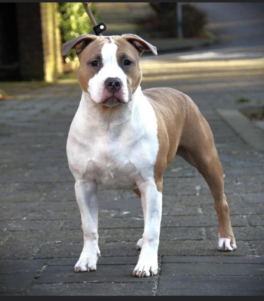 Daydreamer’s Atom Eve | American Staffordshire Terrier 