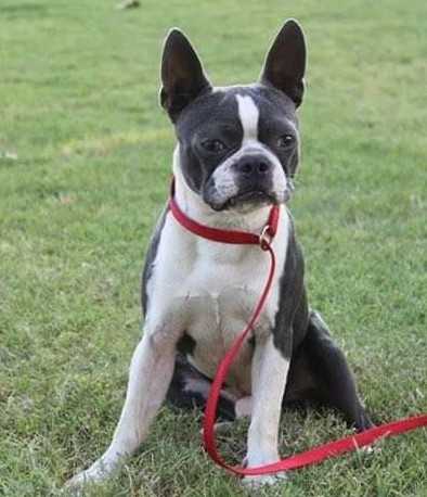 Apple's Lil Brody Wayne | Boston Terrier 