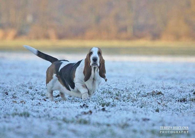 Elsie Grand Grades | Basset Hound 