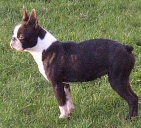 Uanita Banana De La Payenniere | Boston Terrier 