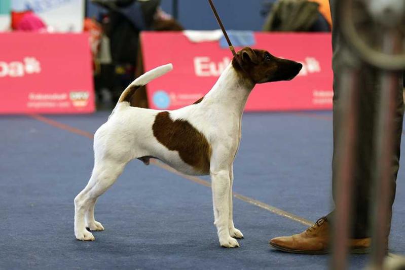 Xanda v.d. Schönen Bergen | Smooth Fox Terrier 