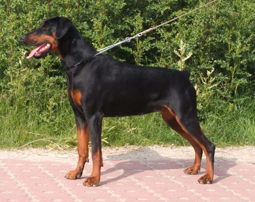 Nordsea Pride Dinna | Black Doberman Pinscher