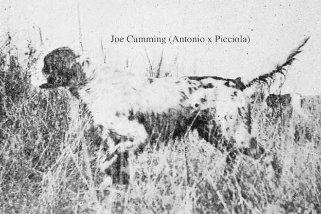 Joe Cumming (Antonio x Picciola) | English Setter 