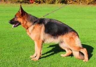 Hope von Annaeus Seneca | German Shepherd Dog 
