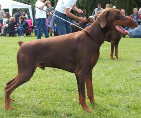 Nordsea Pride Dakar | Brown Doberman Pinscher