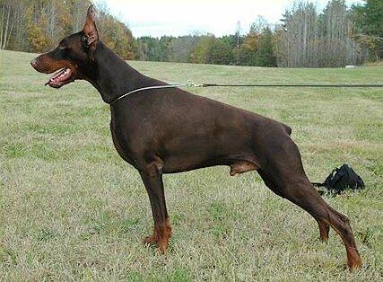 Smart Wood Hills Mars | Brown Doberman Pinscher