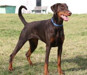 Kiowa v. Bayrischen Löwen | Brown Doberman Pinscher