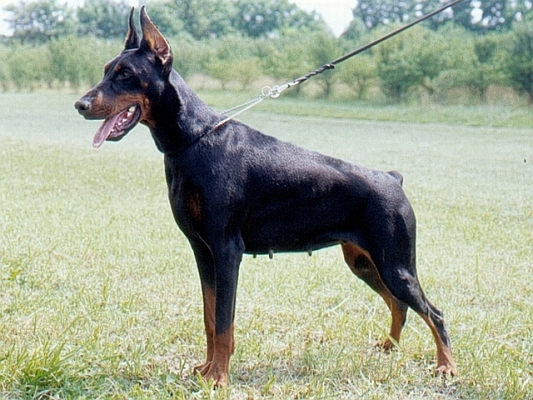 Reny of Tanderberg | Black Doberman Pinscher