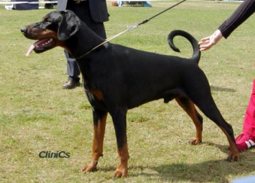 Toscanina's Fresco | Black Doberman Pinscher