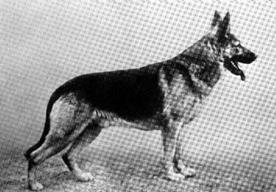 Cherusker von Burg Fasanental | German Shepherd Dog 