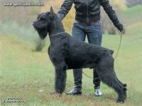 Gently Born Esenin | Giant Schnauzer 